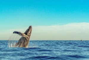 Południowe Maui: spływ kajakowy z obserwacją wielorybów i wycieczka z rurką w Kihei