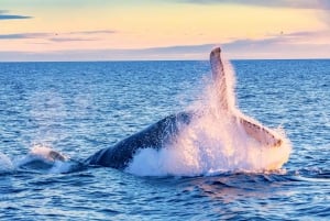 Południowe Maui: spływ kajakowy z obserwacją wielorybów i wycieczka z rurką w Kihei
