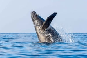 Południowe Maui: Rejs z obserwacją wielorybów na pokładzie Calypso