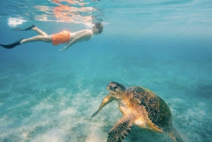 Sunset Dinner Cruise & Turtle Snorkeling with transport