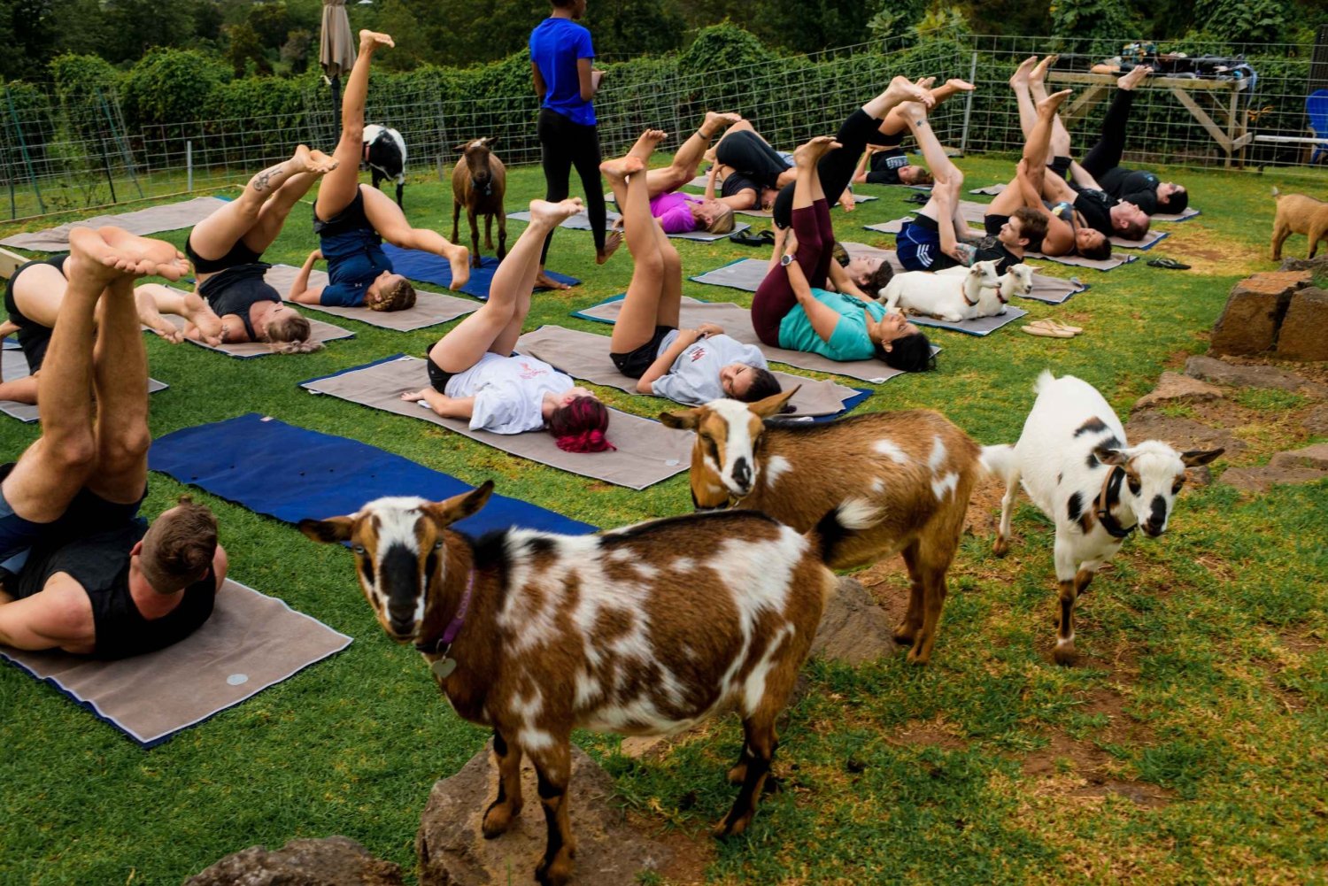 Solnedgång Maui Goat Yoga med levande musik