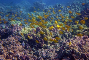 Tropical Reef Snorkel and Wildlife Boat Adventure