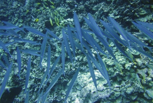 Tropical Reef Snorkel and Wildlife Boat Adventure