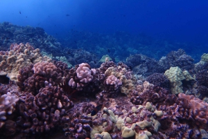 Snorkeling nella barriera corallina tropicale e avventura in barca nella fauna selvatica