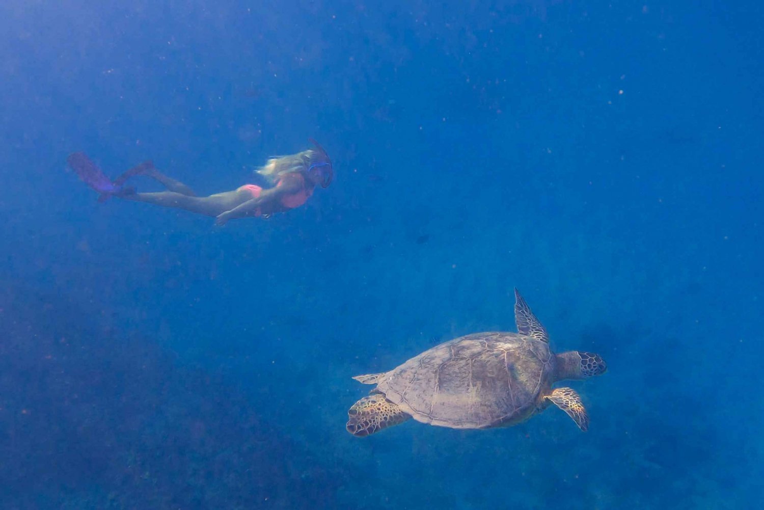 Turtle Canyons Snorkel Tour (Small Group Tour)