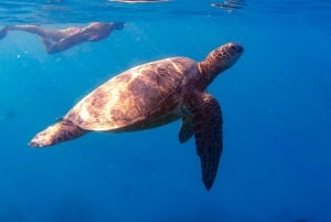 Fra Waikiki: Snorkeltur i skilpaddekløftene