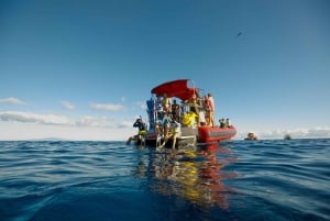 Z Kihei: Molokini Snorkel i obserwacja wielorybów