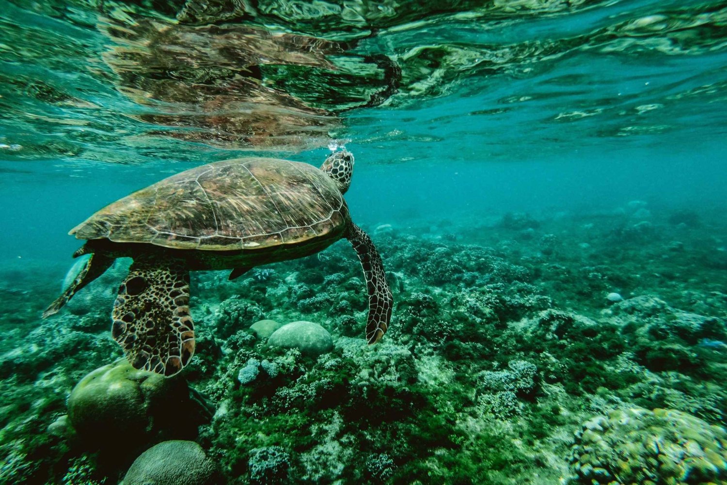 Lahaina: Snorkeltur i Turtle Town med foto og video