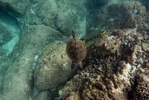 Lahaina: Turtle Town Snorkeling Trip with Photo and Video
