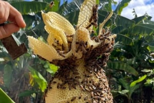 Waialua: North Shore Apiary Tour & Honey Tasting