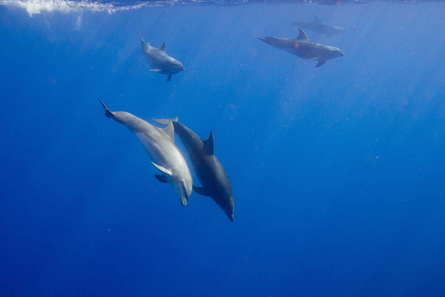 Waianae, Oahu Simma med delfiner (halvprivat båttur)