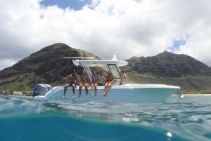 Waianae, Oahu Simma med delfiner (halvprivat båttur)