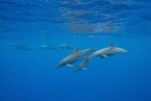 Waianae, Oahu : Nager avec les dauphins (tour en bateau semi-privé)