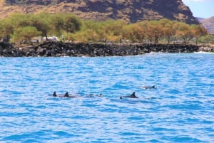 Waianae, Oahu: Svøm med delfiner (halvprivat båttur)