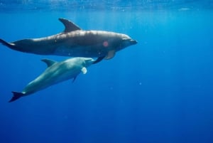 Waianae, Oahu: Pływaj z delfinami (półprywatna wycieczka łodzią)