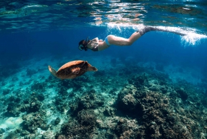 Waikiki: 5-i-1 Turtle Snorkeltur med transfer