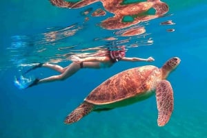 Waikiki: 5-i-1 Turtle Snorkeltur med transfer