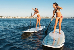 Waikiki: 5 w 1 – wyprawa z żółwiami, snorkeling i transport