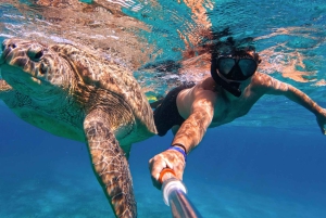 Waikiki: 5 w 1 – wyprawa z żółwiami, snorkeling i transport