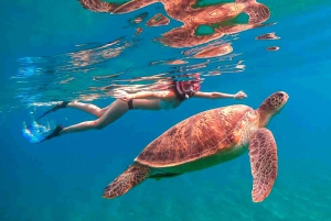 Waikiki: 5 w 1 – wyprawa z żółwiami, snorkeling i transport