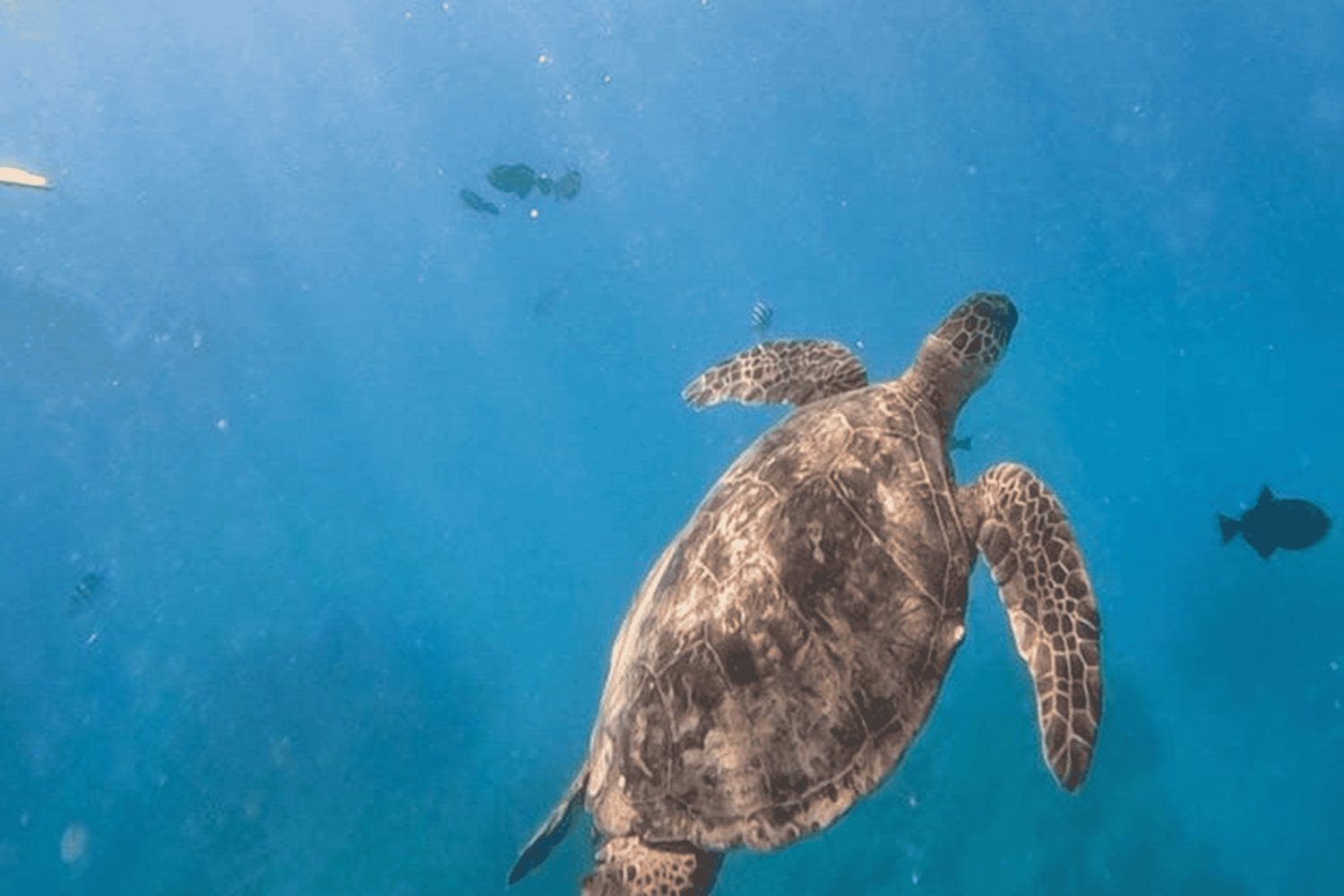 Waikiki: AM Paradise Honu Snorkeling