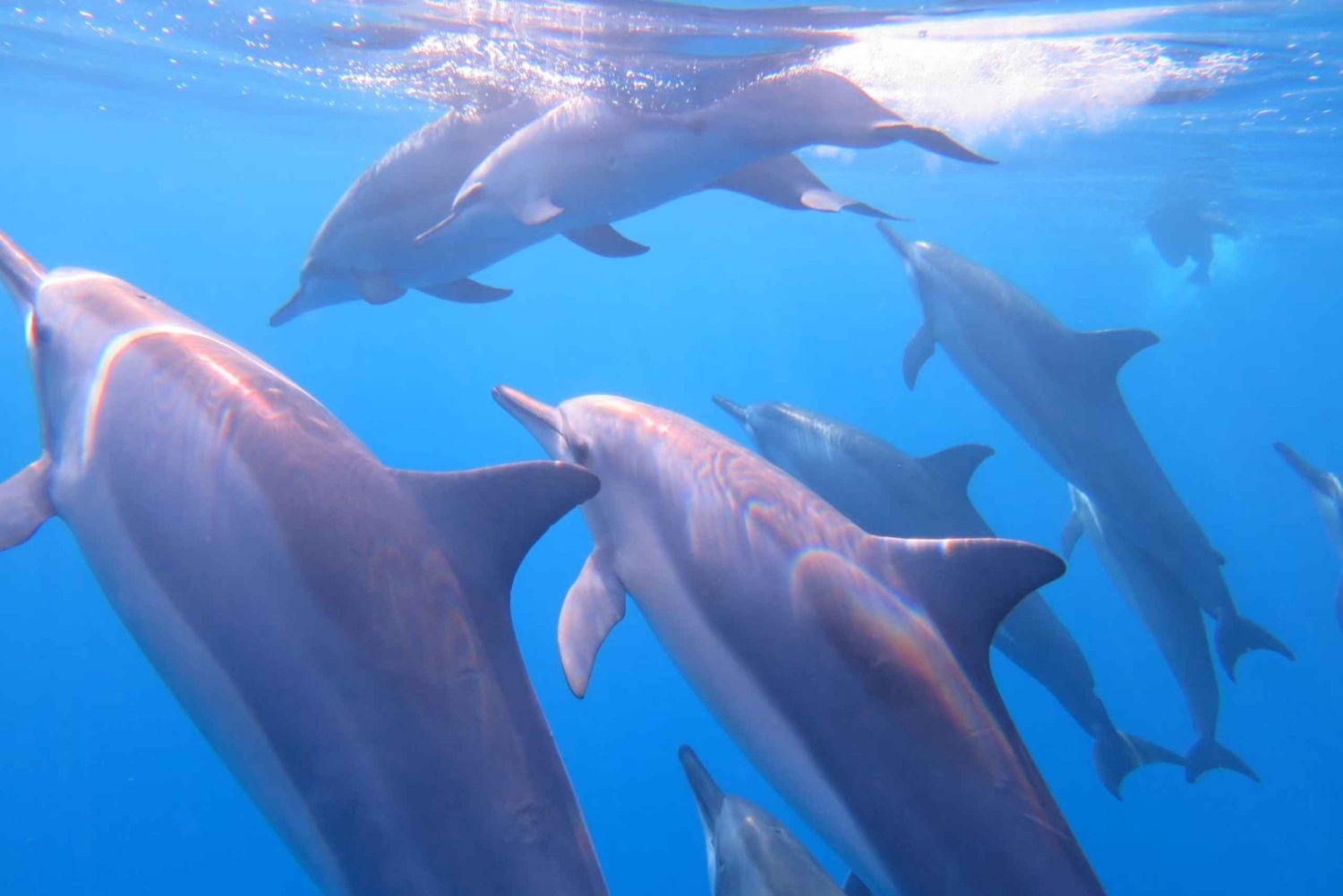 Waikiki: AM Paradise Honu Snorkeling