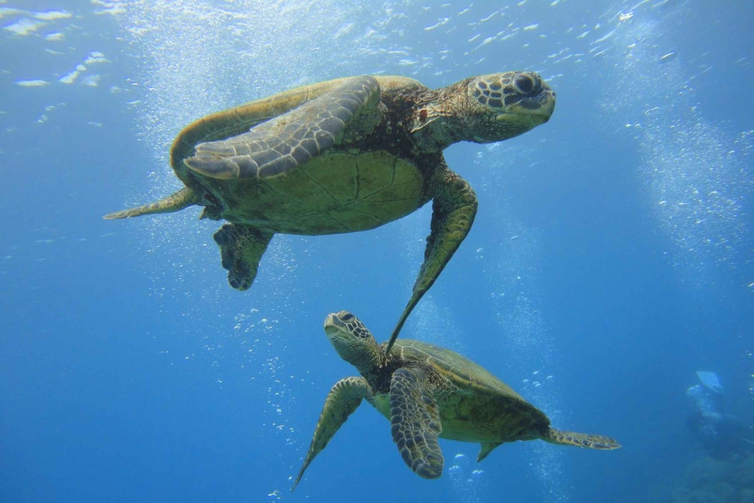 Waikiki: AM Paradise Honu Snorkeling