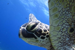 Waikiki: AM Paradise Honu Snorkeling