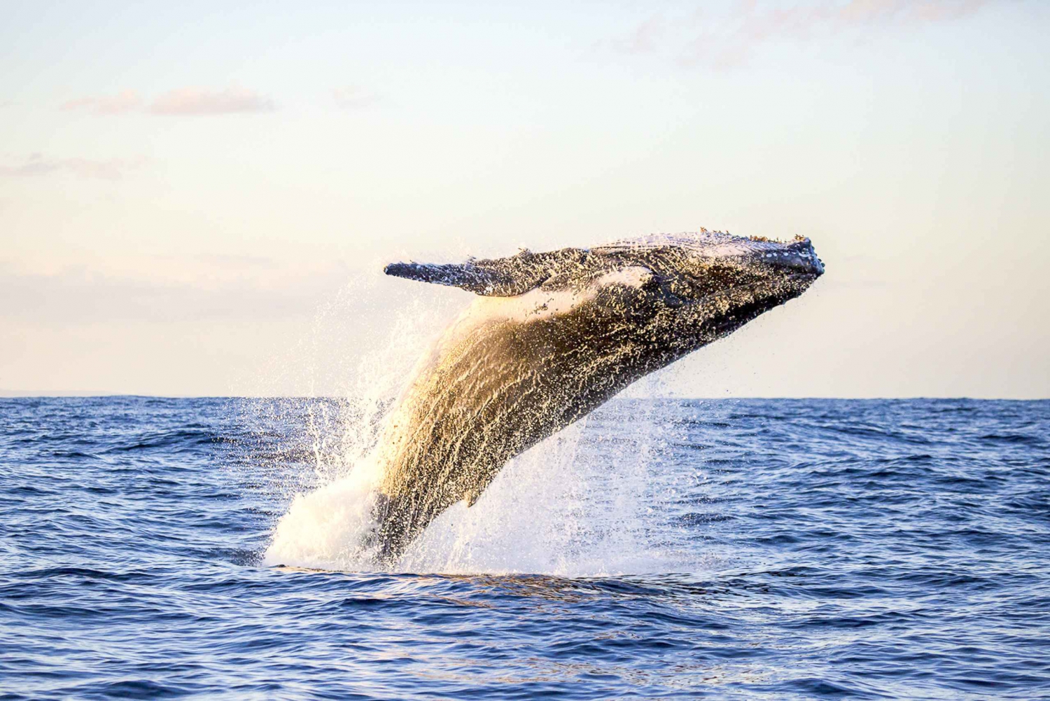 Waikiki Beach: Eco-Friendly Whale Watching Cruise