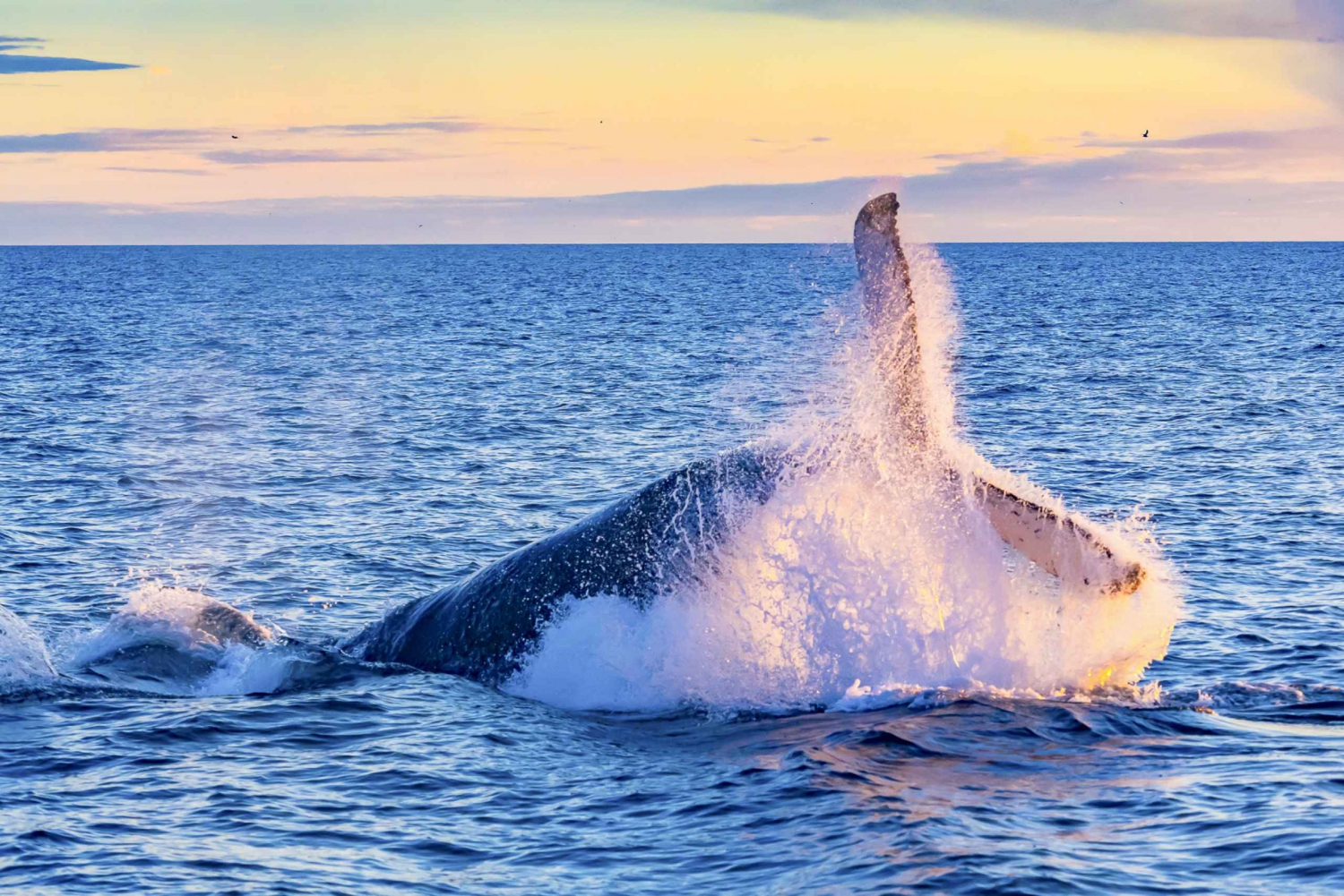 Waikiki Beach: Eco-Friendly Whale Watching Cruise