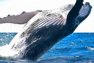 Waikiki Beach: Eco-Friendly Whale Watching Cruise