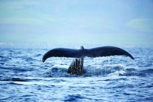 Oahu: Waikiki Eco-Friendly Afternoon Whale Watching Trip