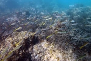 Waikiki: Honolulu Beginner Scuba Diving with Videos