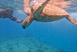 Waikiki: Passeio de mergulho com snorkel com jato de golfinhos e tartarugas em Monk Seal Bay