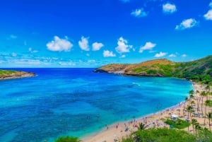 Oahu: Dagvullende tour langs de hoogtepunten van het eiland met transfer