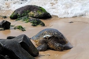 Вайкики: Остров Оаху за один день — круговой тур по острову