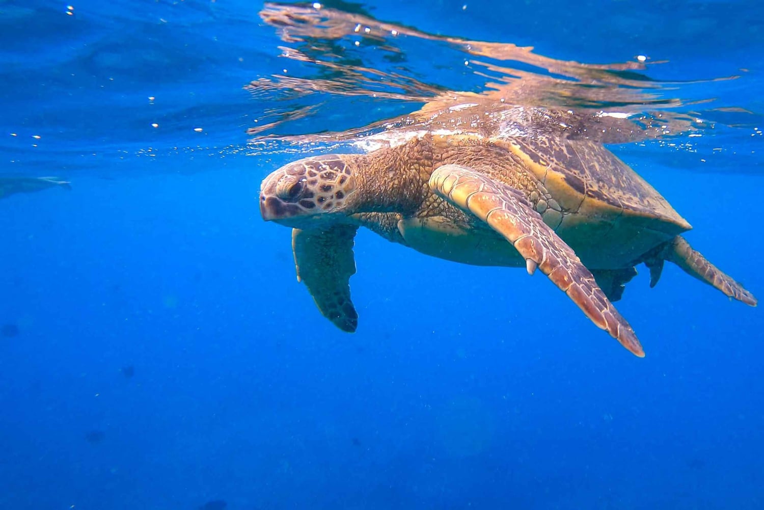 Waikiki : expérience de voile et de plongée avec les tortues
