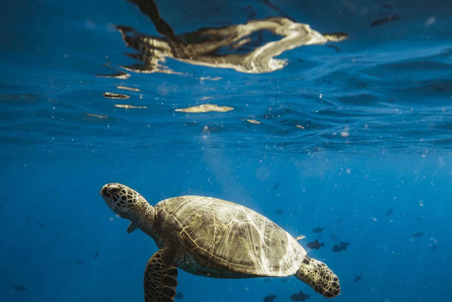 Waikiki: snorkling med havskilpadder på båttur (maks seks personer)