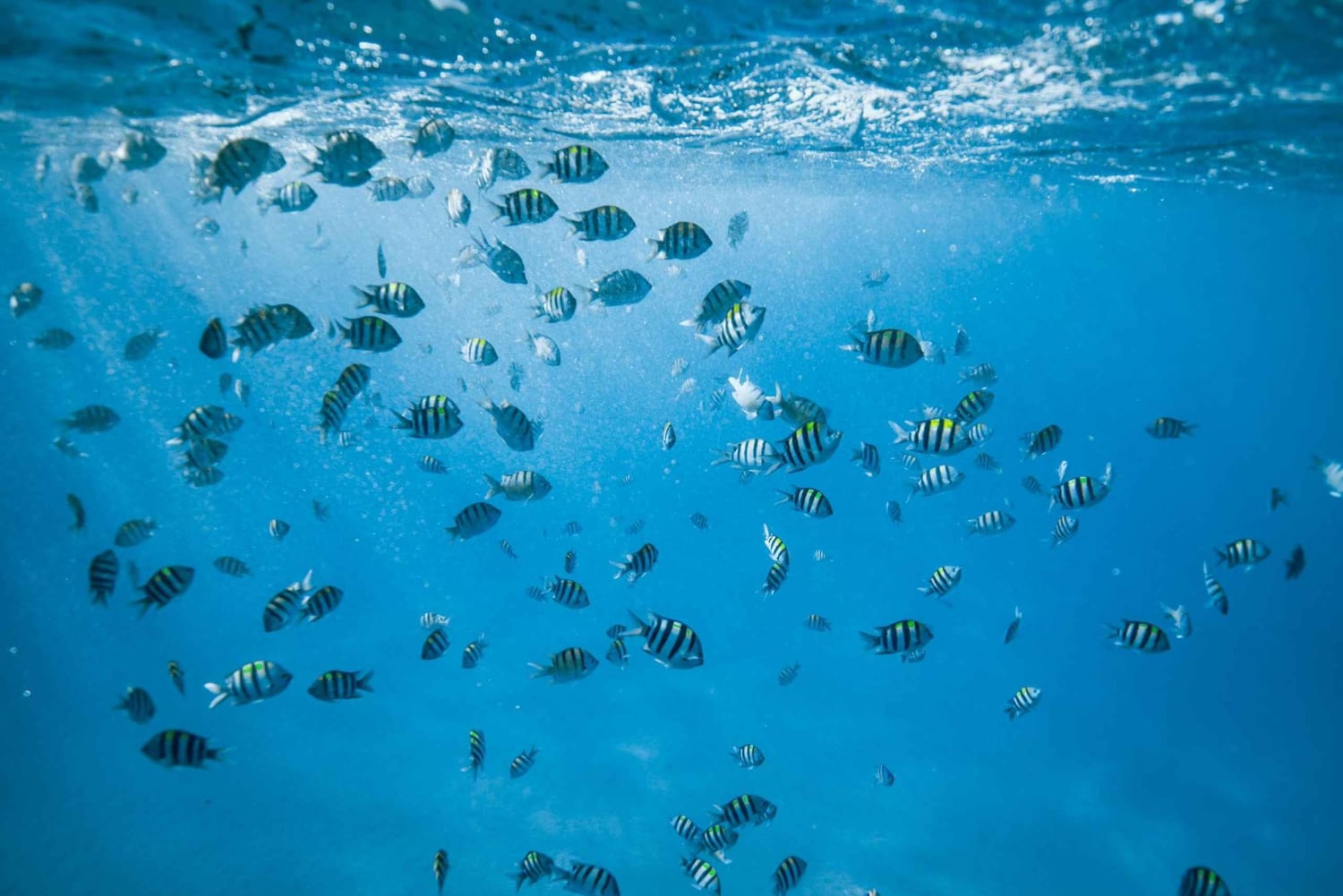 Waikiki: snorkling med havskilpadder på båttur (maks seks personer)