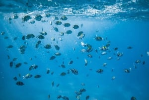 Waikiki: snorkling med havskilpadder på båttur (maks seks personer)