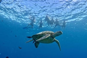 Waikiki: snorkling med havskilpadder på båttur (maks seks personer)