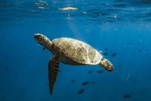 Waikiki: Nurkowanie z żółwiem morskim, wycieczka w małej grupie