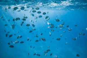 Waikiki: Merikilpikonnien snorklaus, pienryhmäveneretki.