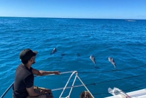 Waikiki: Snorkeling com tartarugas marinhas, passeio de barco em pequenos grupos