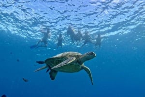 Waikiki: Snorkling med havskildpadder, bådtur i lille gruppe
