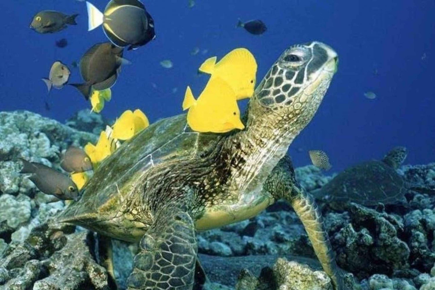 Turtle-Snorkeling-at-Turtle-Bay