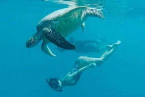 Waikiki: Excursão de mergulho com snorkel com tartarugas marinhas