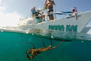 Waikiki Excursión de snorkel con tortugas marinas