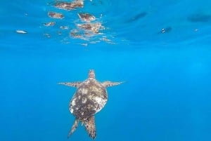 Waikiki: Meeresschildkröten-Schnorcheltour