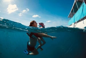 Waikiki Excursión de snorkel con tortugas verdes hawaianas